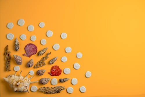 Assorted dry corals and sea shells on orange background