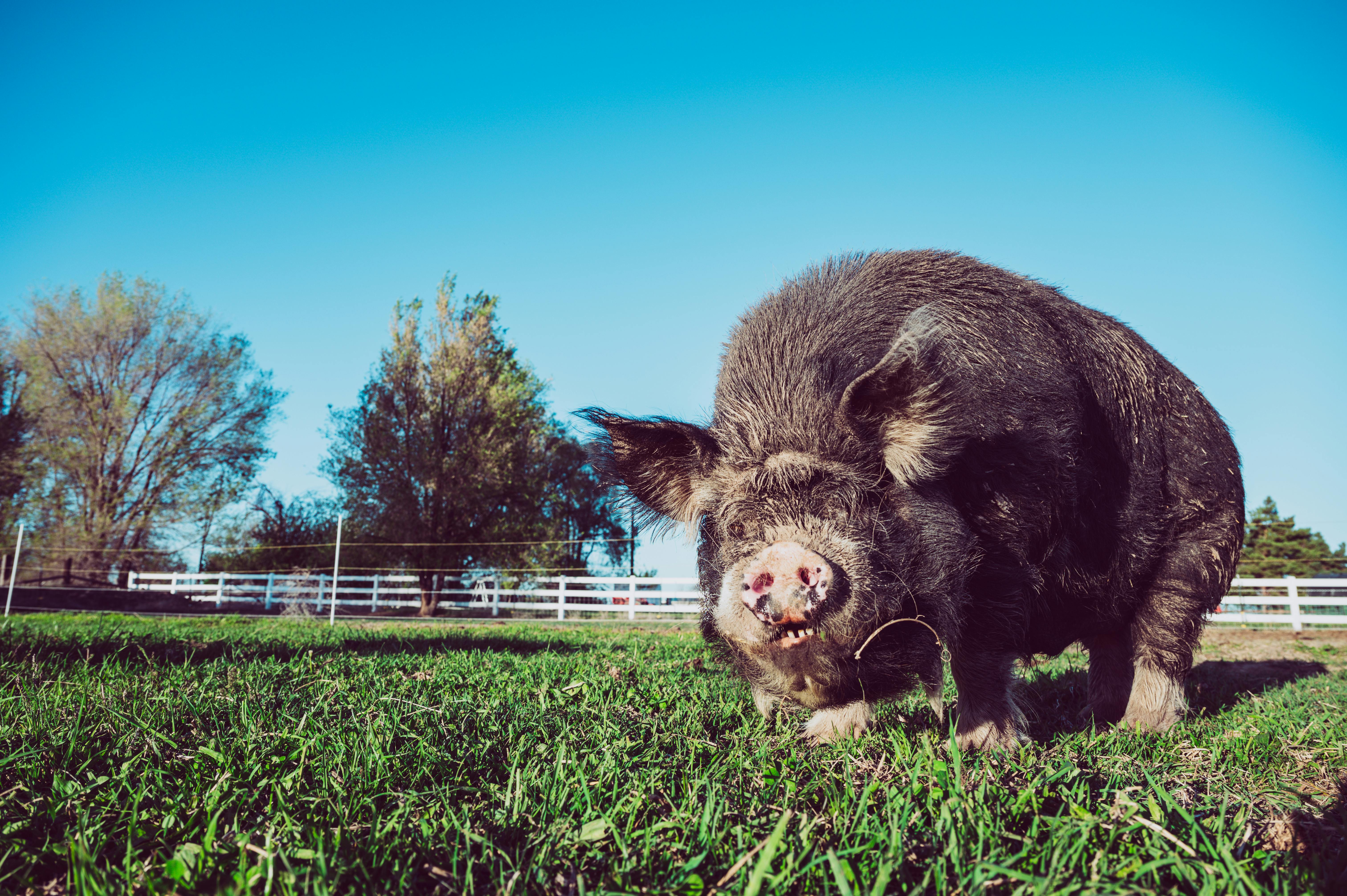 pig feeding grass on fenced farm under blue sky