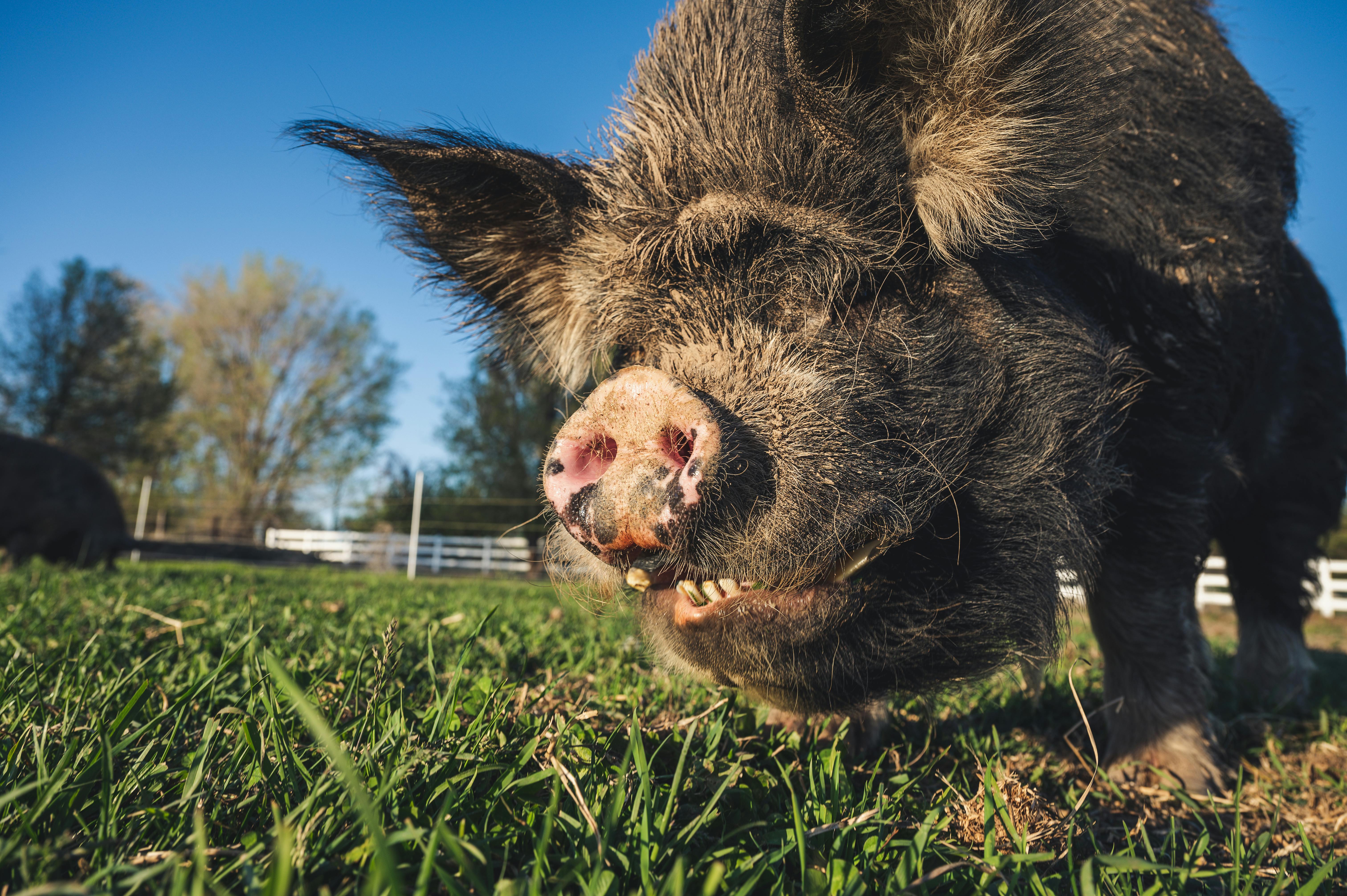 muzzle of big pig eating grass in pasture