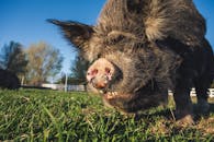 Muzzle of big pig eating grass in pasture