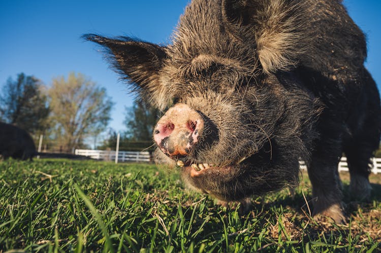 Muzzle Of Big Pig Eating Grass In Pasture