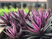 紫色牡蛎植物叶子的特写镜头，重点突出其充满活力的色调，以强调它们的自然美