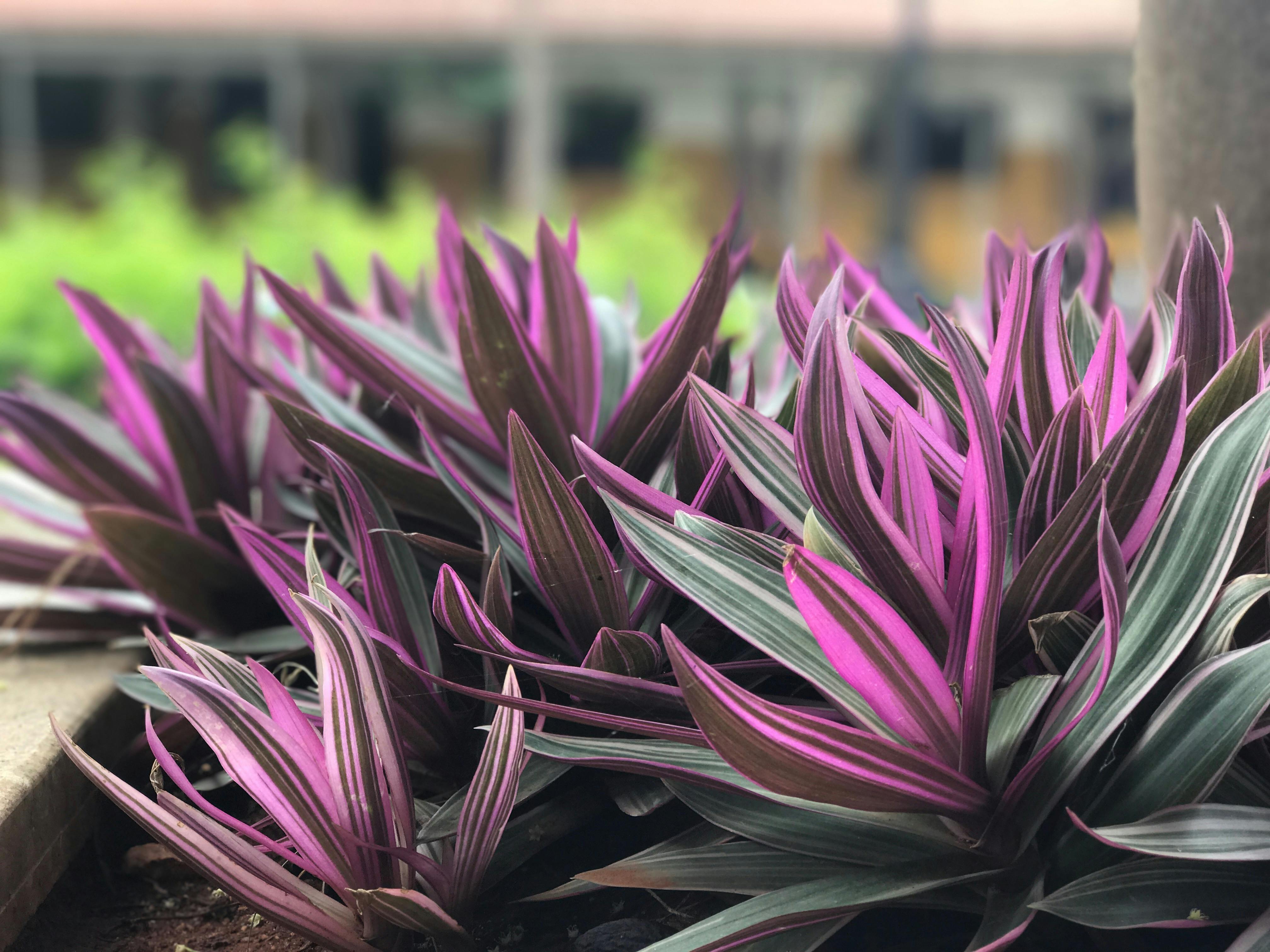 Plantas De Hojas Lineales Moradas Y Verdes · Foto de stock gratuita