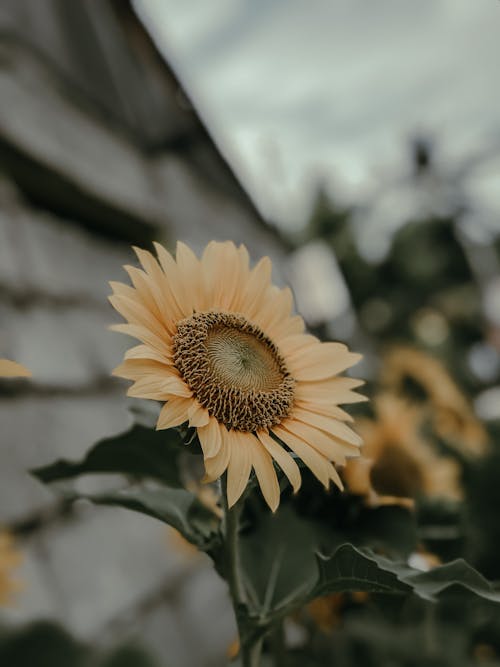 Free Sunflower in Full Bloom Stock Photo