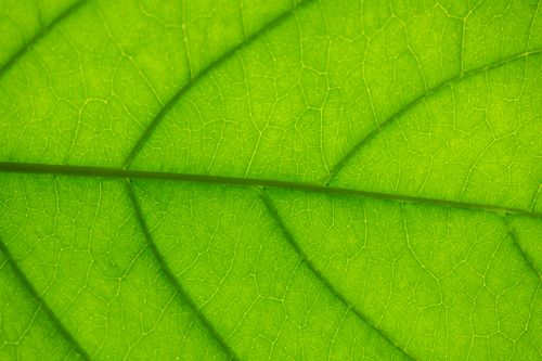 Free From above closeup of colorful green leaf with many ornamental lines on uneven surface Stock Photo