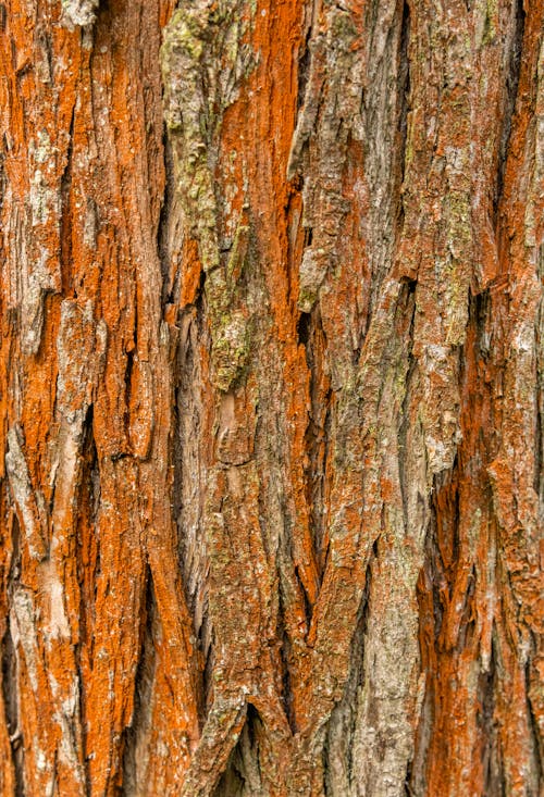 Textured backdrop of old brown tree trunk with rough uneven surface in daylight