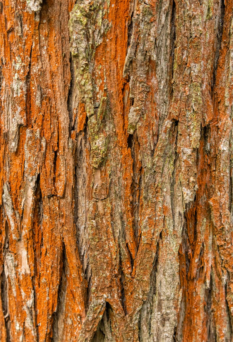 Textured Background Of Bright Dry Tree Bark