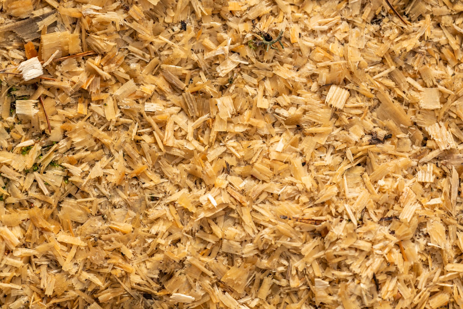 Detailed texture of wood shavings, showcasing natural patterns and carpentry materials.