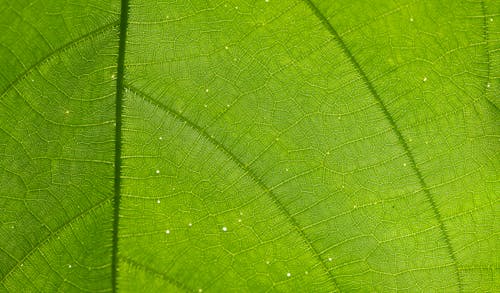 Free Macro textured background of bright green plant leaf with vertical and horizontal veins on surface Stock Photo