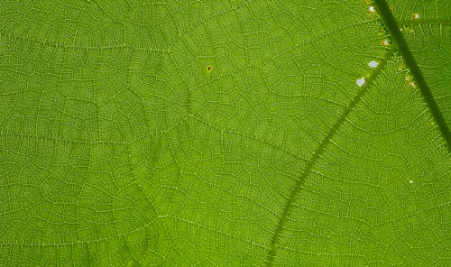 Extreme Close up of a Leaf