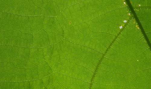 Free Extreme close-up of green leaf showing intricate vein patterns. Stock Photo