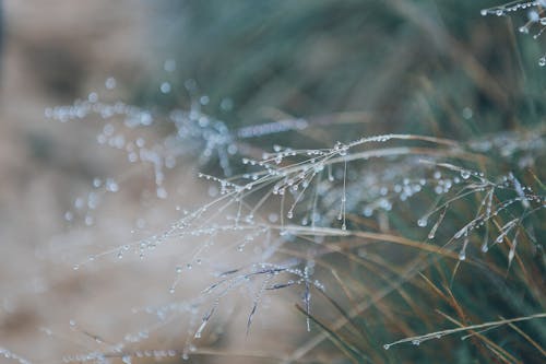 Water Droplets on Grasses