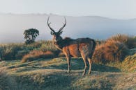 在斯里兰卡郁郁葱葱、雾蒙蒙的高地上，一只水鹿优雅地站立着