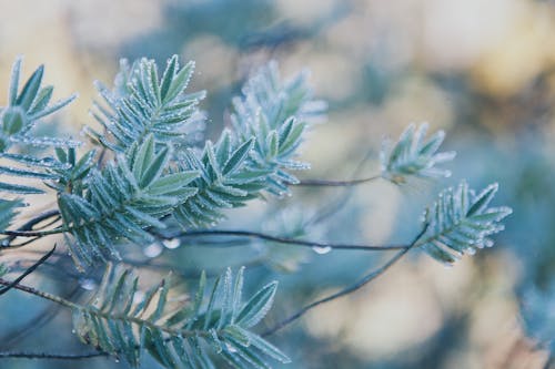 Green Leaves in Close Up Photography