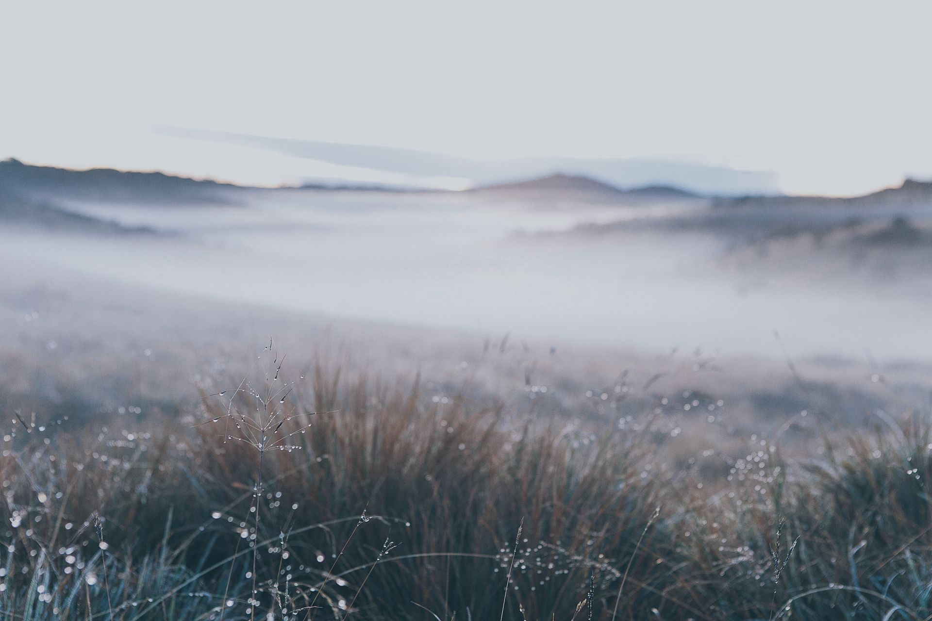 A tranquil view of a foggy sunrise over grasslands in Sri Lanka with mist lingering in the air.