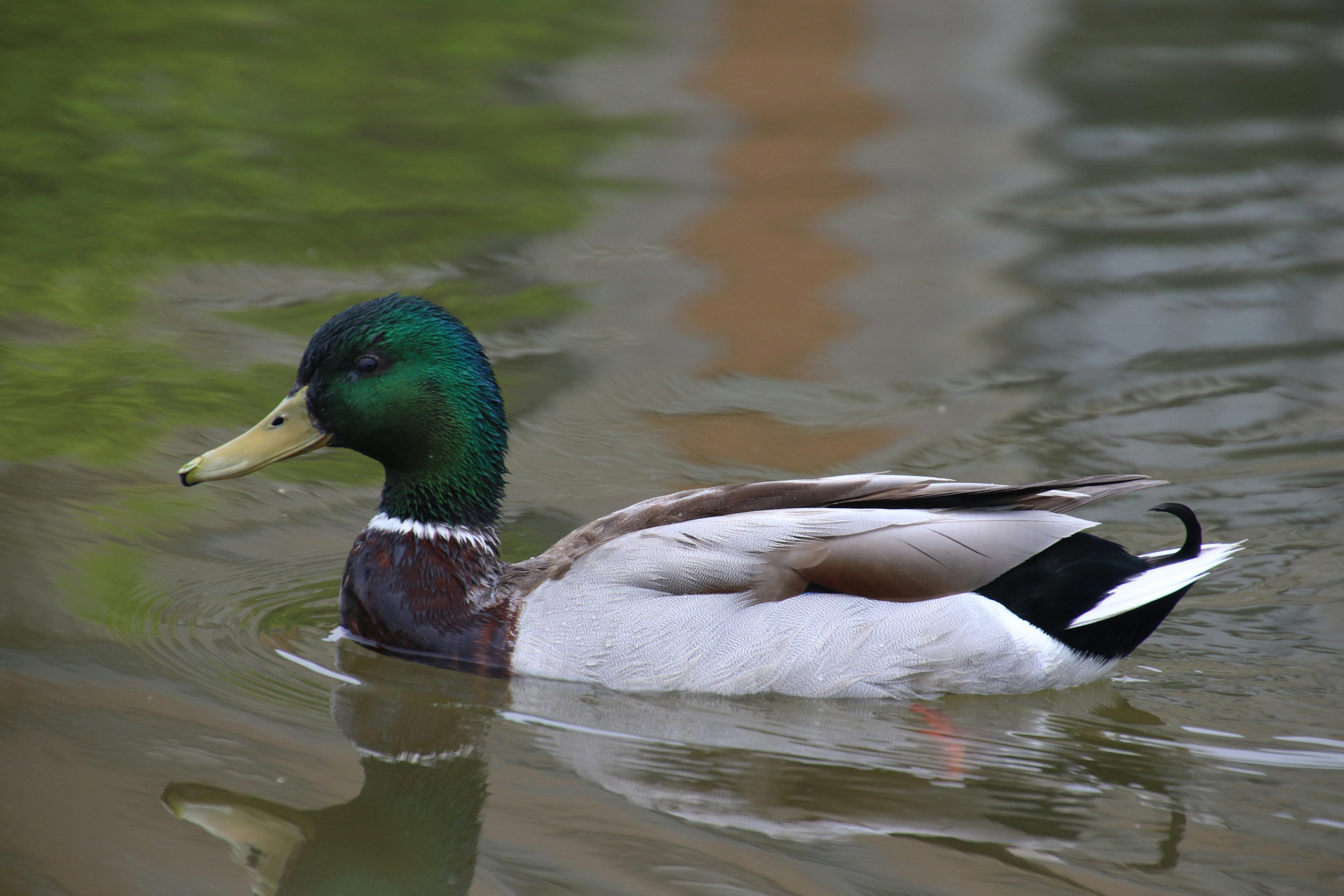 Free stock photo of animal, feathers, green