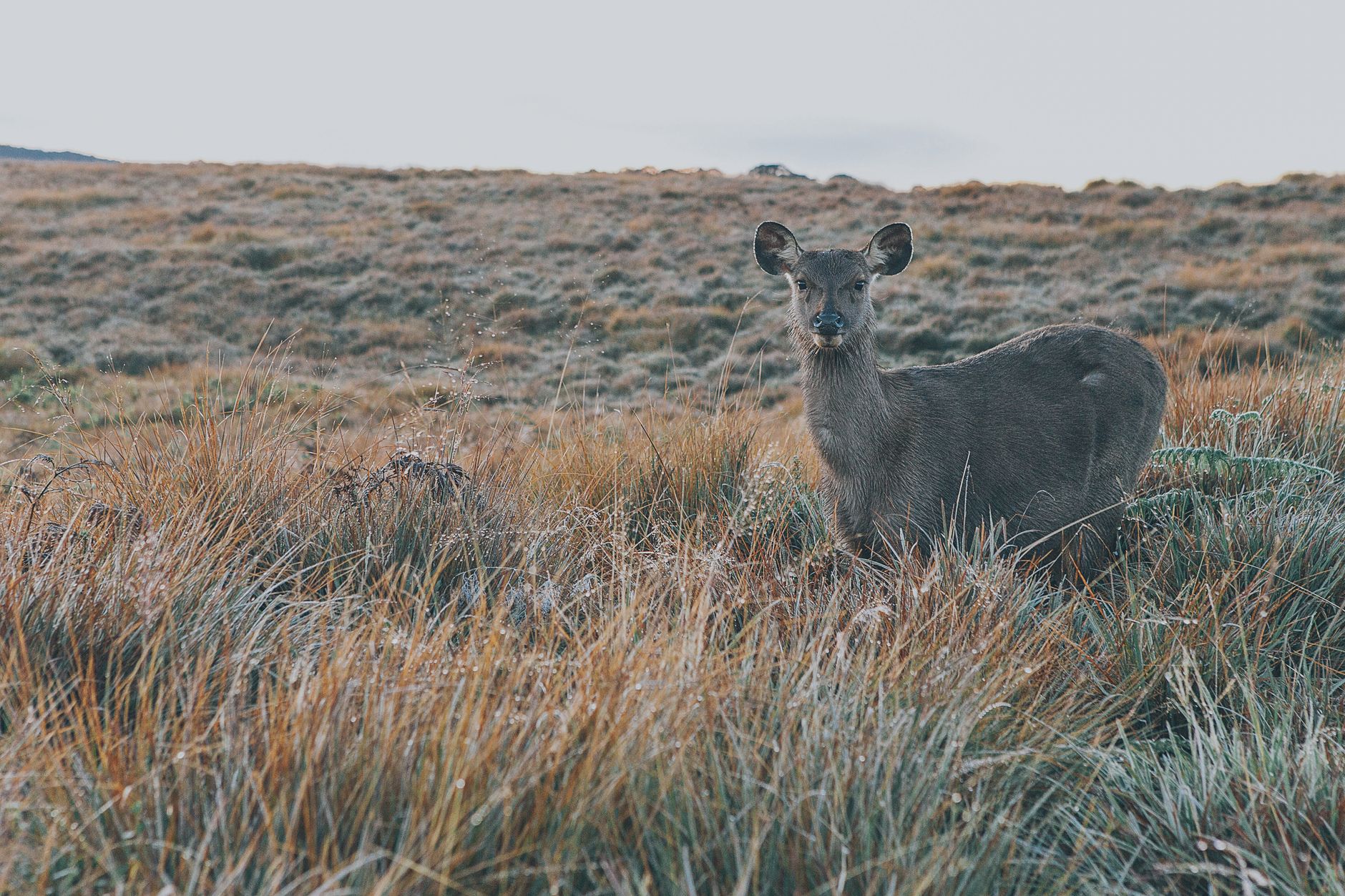 Horton Plains, Sri Lanka: A Guide to the Misty Highlands