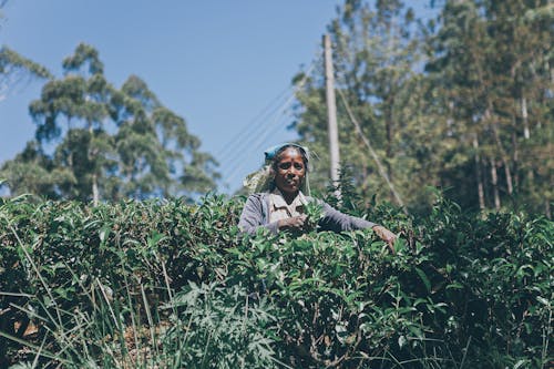 A Woman Farming in the Cropland