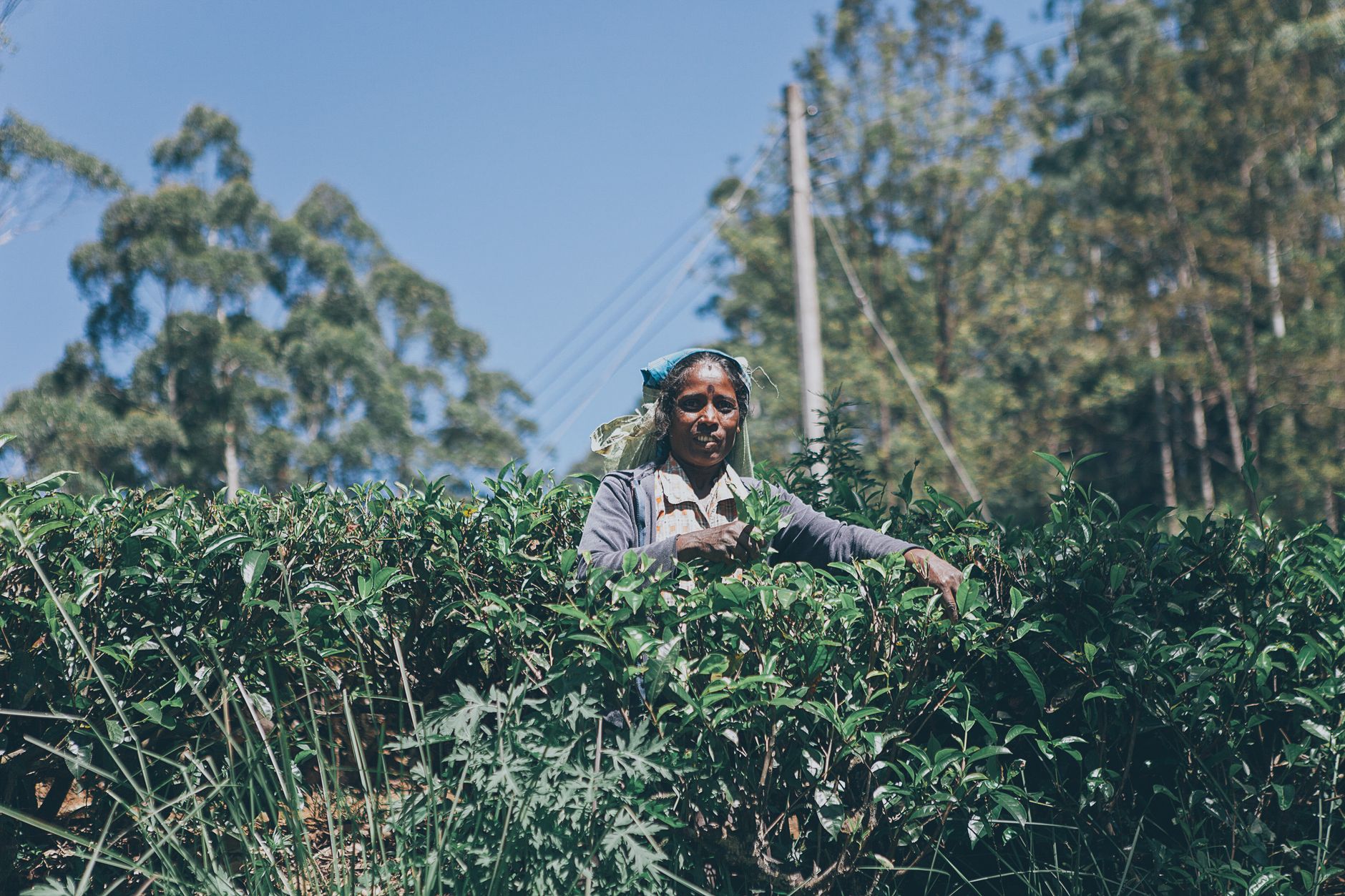 Tea Tours in Sri Lanka: Routes, Costs & Best Operators