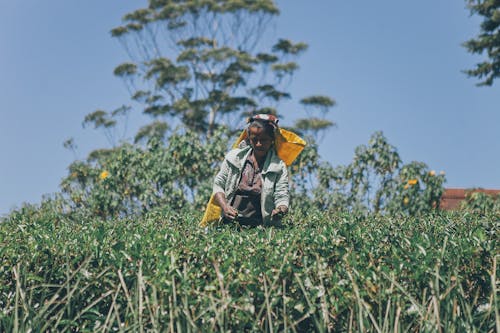 A Woman Harvesting Fresh Tea Leaves