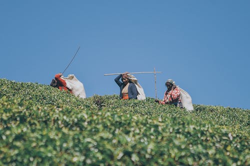 Free Women Harvesting in the Tea Plantation Stock Photo