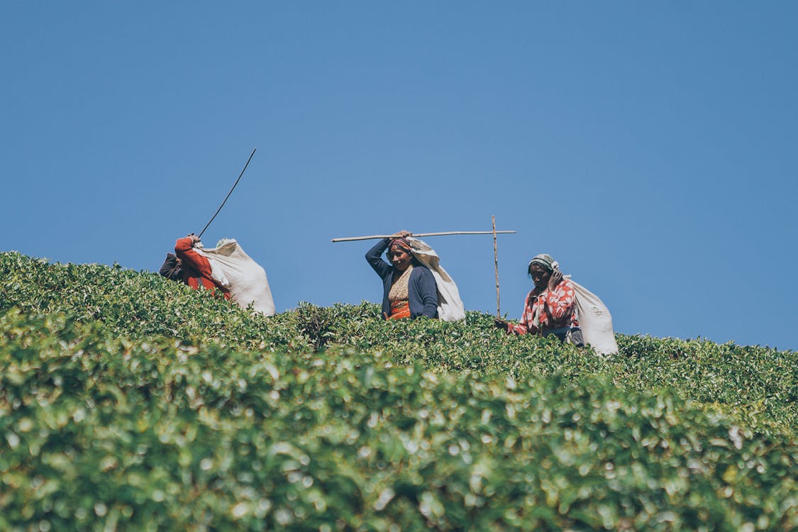 Foto profissional grátis de agricultura, área de montanha, céu azul