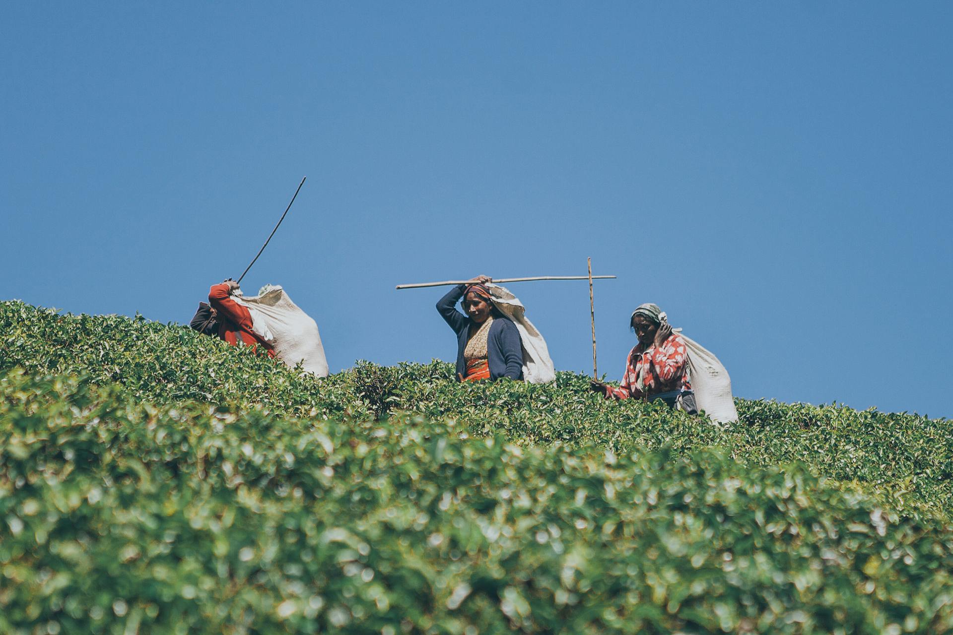 Women working in a lush tea plantation in Sri Lanka under clear blue skies, depicting rural agriculture.