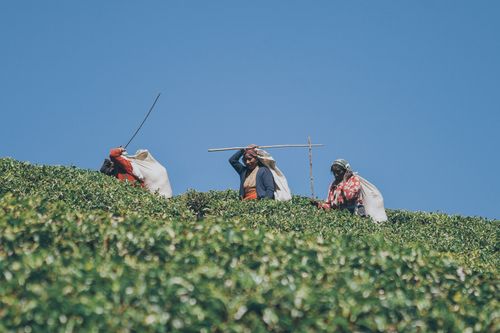 Free Women working in a lush tea plantation in Sri Lanka under clear blue skies, depicting rural agriculture. Stock Photo