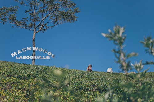 Farmers in Mackwoods Labookellie Tea Plantation in Sri Lanka