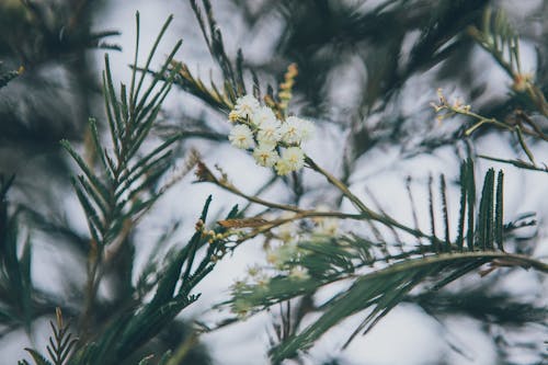 arka plan bulanık, bitki, çiçek fotoğrafçılığı içeren Ücretsiz stok fotoğraf