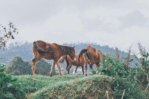 Безкоштовне стокове фото на тему «гірський район, грива, кінь» стокове фото