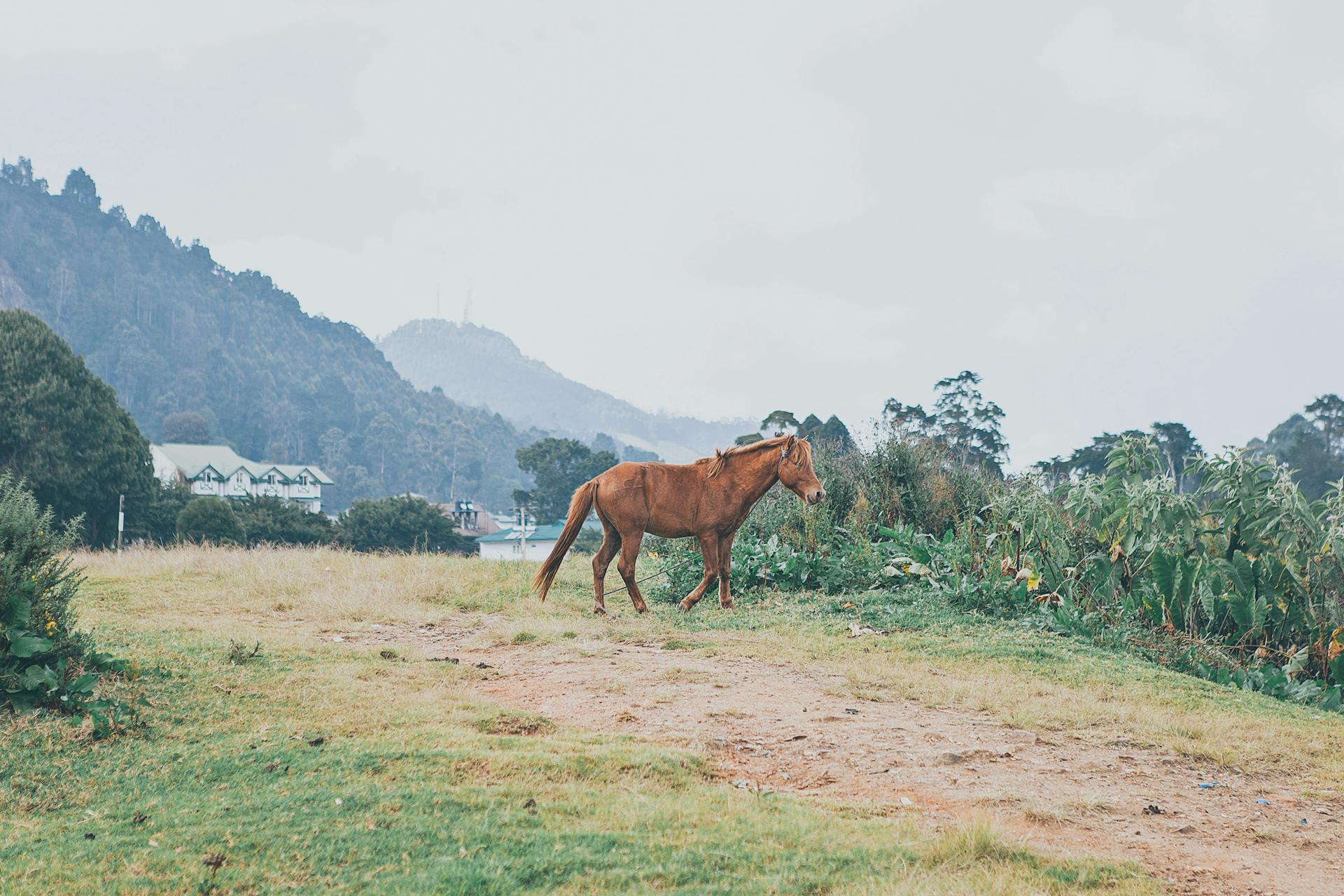 Un cheval solitaire dans un paysage luxuriant du Sri Lanka, contre les montagnes brumeuses.