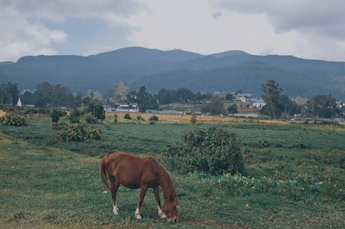 A Brown Horse Eating Grass on the Field