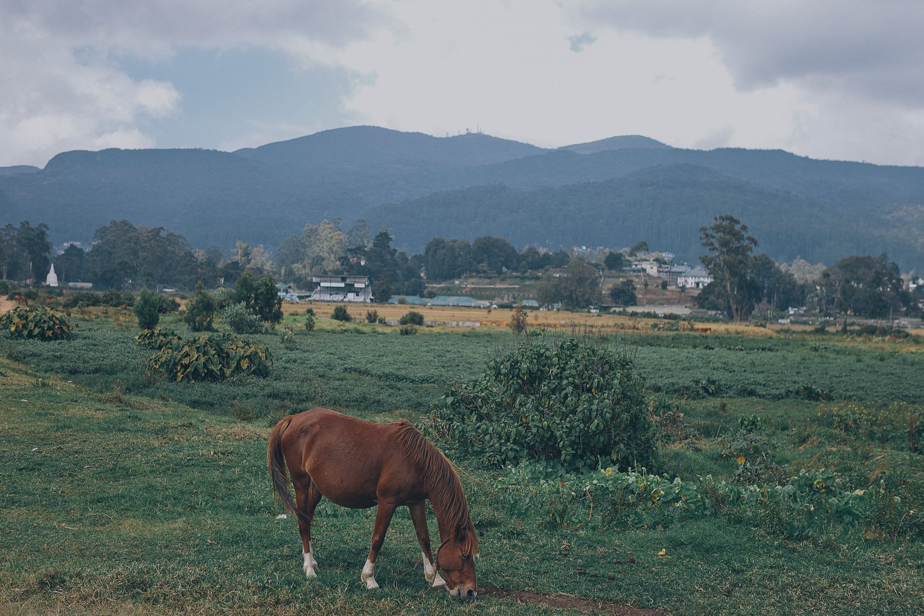 Nuwara Eliya in 4 Days: The Complete Itinerary