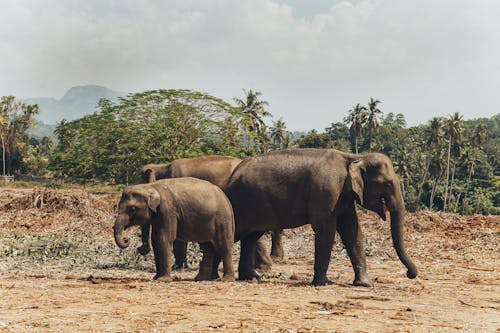 Free Elephants in the Wilderness Stock Photo