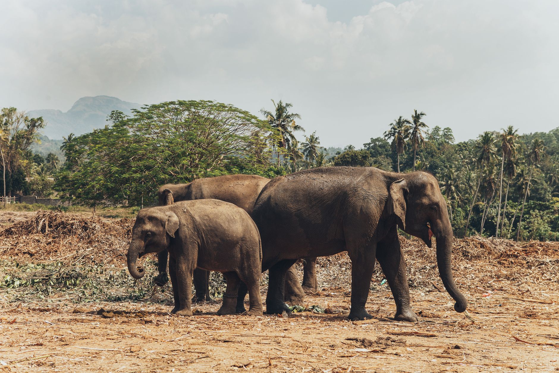 Pinnawala in 4 Days: The Complete Itinerary