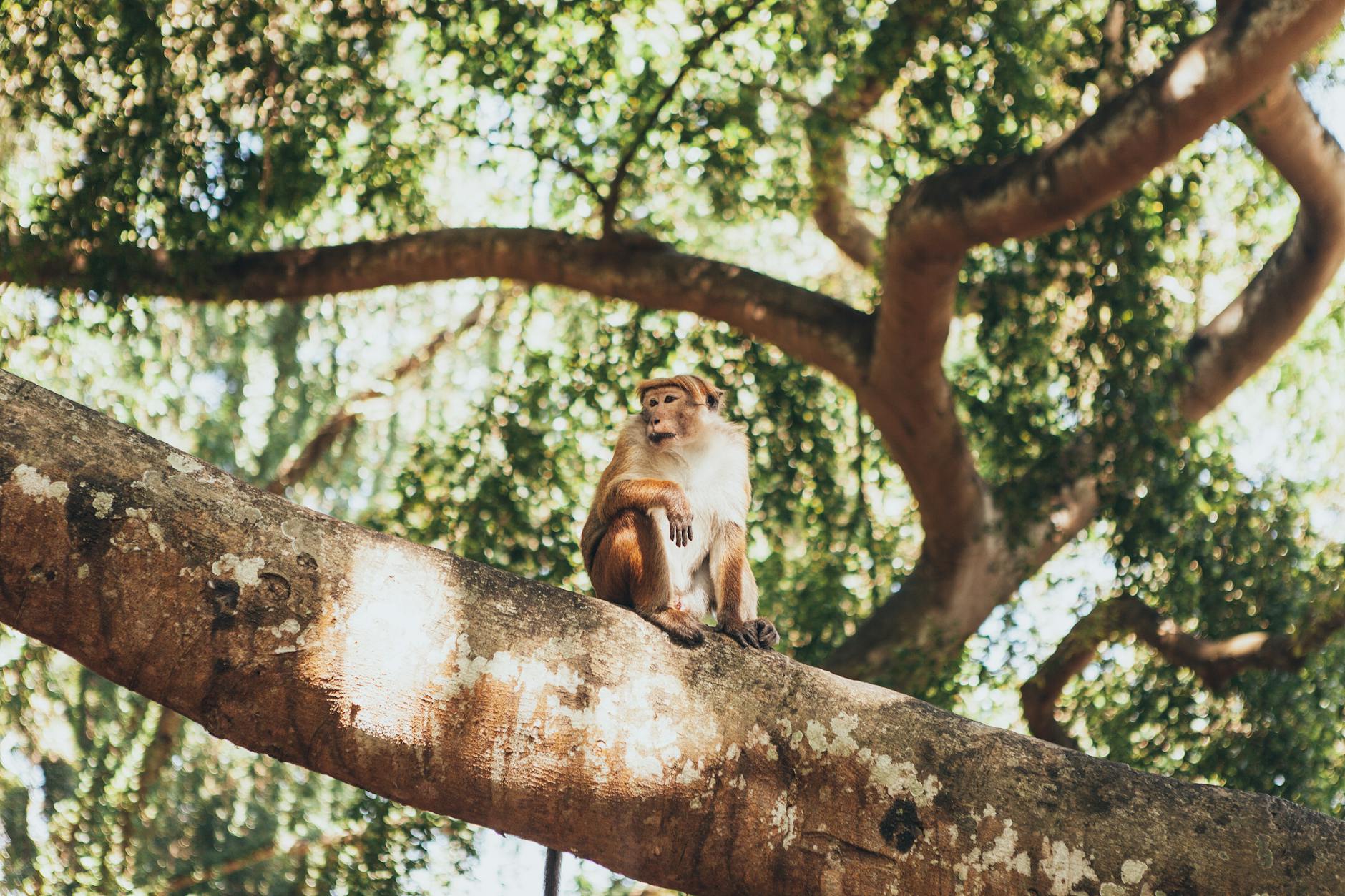 A Monkey on a Tree Branch