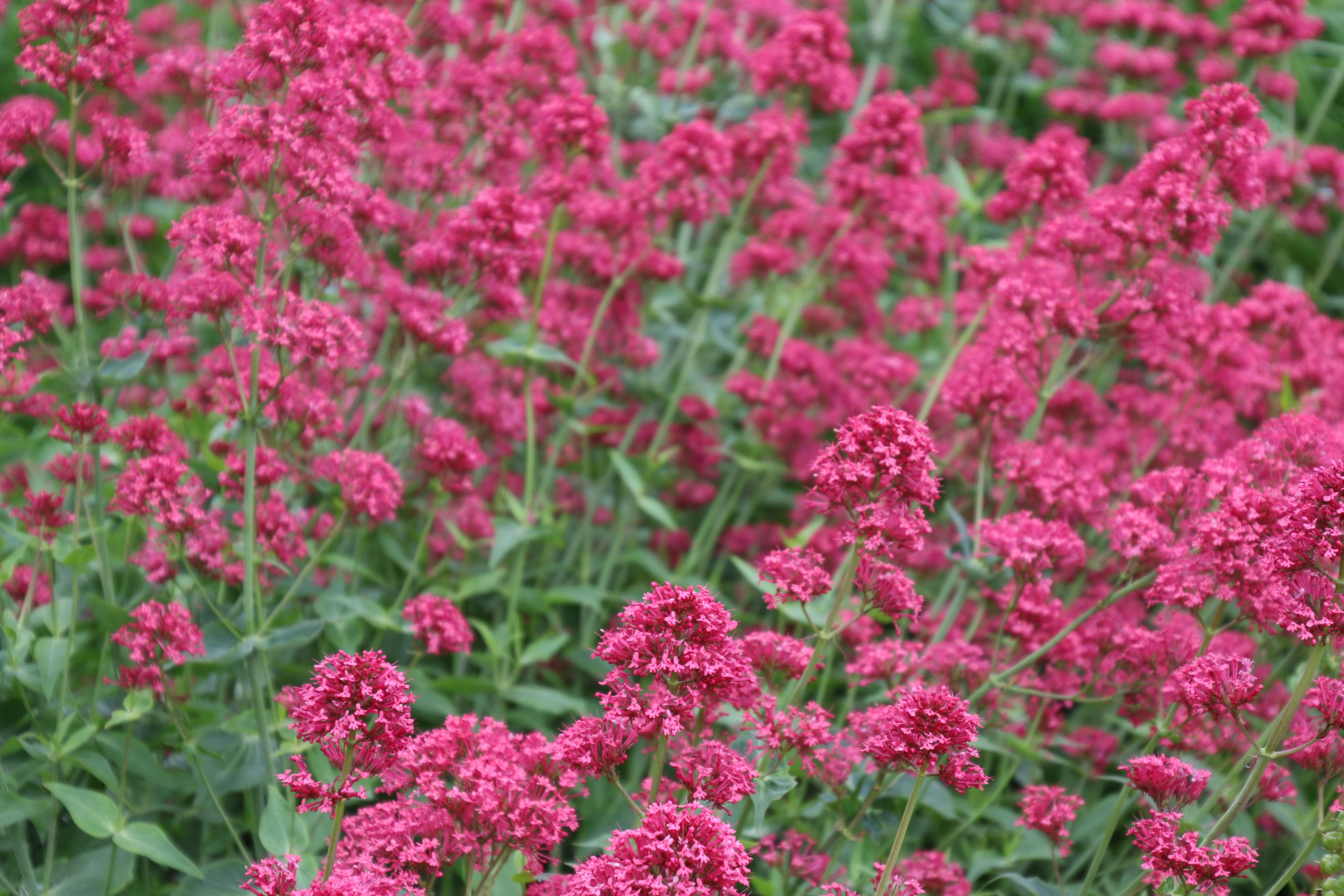 ピンクの花 夏 夏の花の無料の写真素材