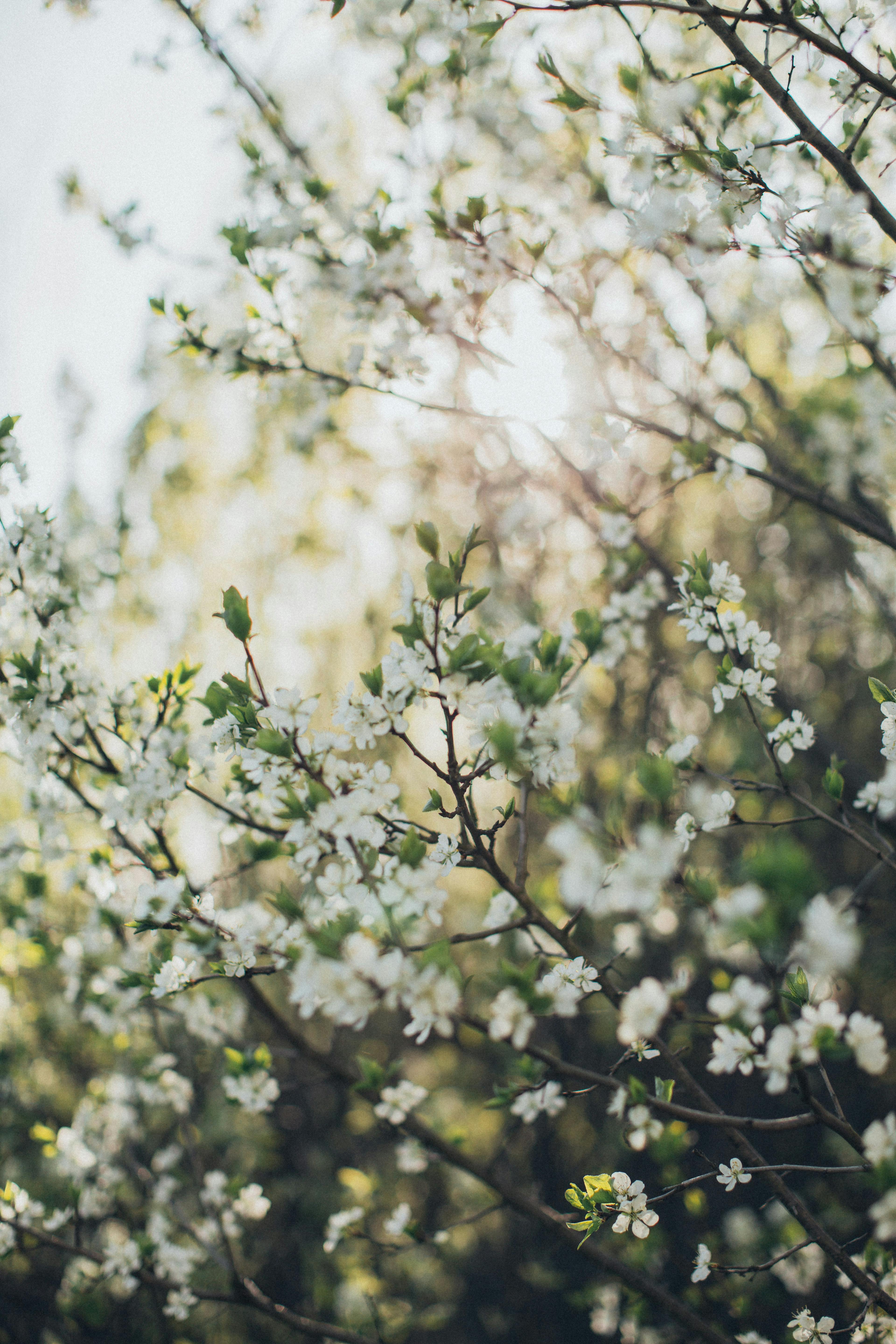 Branches With Small White Flowers · Free Stock Photo