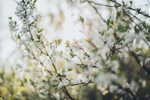 明媚春光下，盛开的樱花特写，焦点柔和