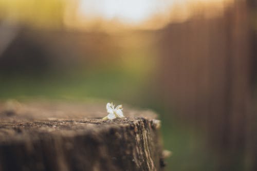Foto profissional grátis de flor da primavera, flor de ameixa, luz do sol