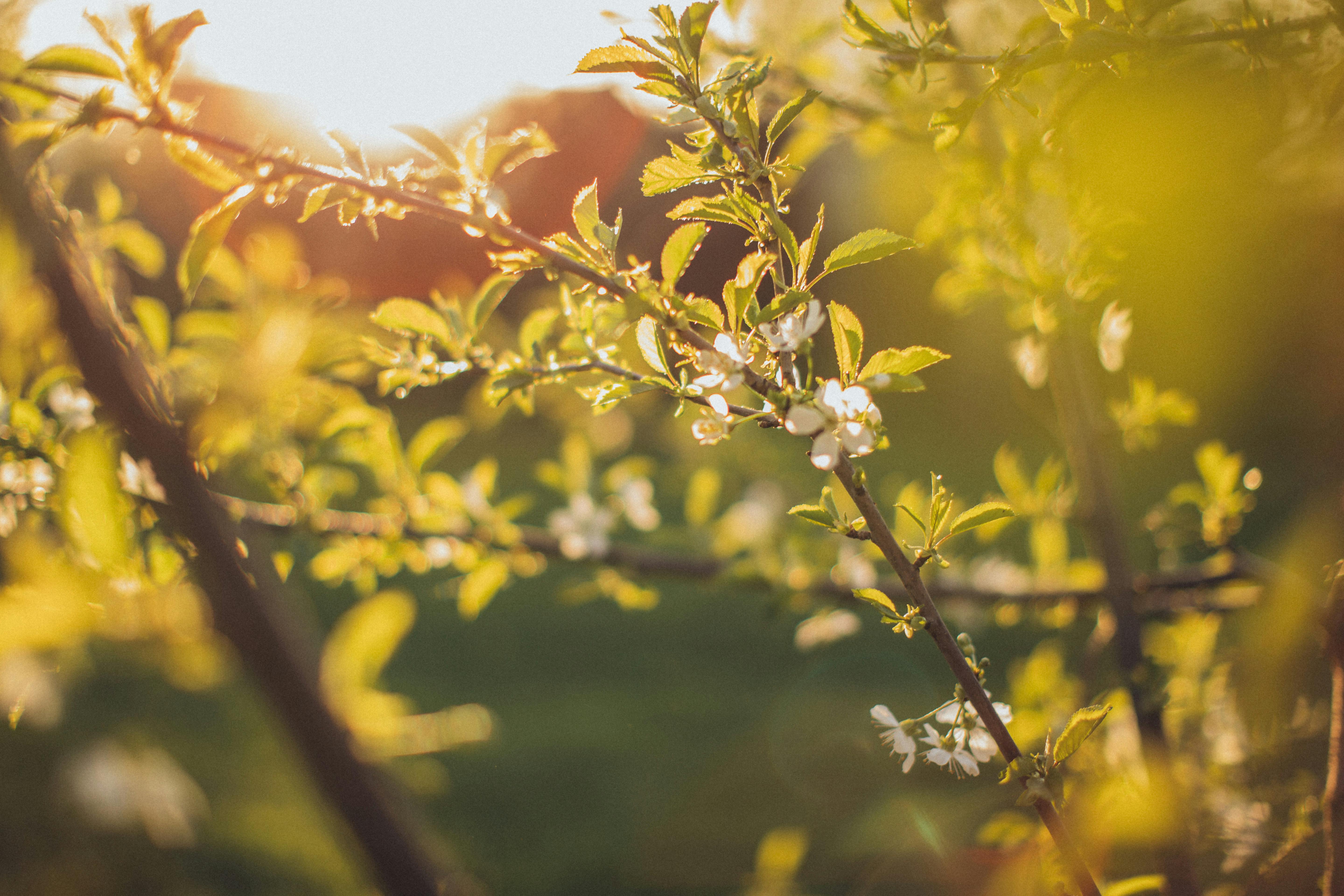Close-up of cherry blossoms with sunlight filtering through leaves in springtime.