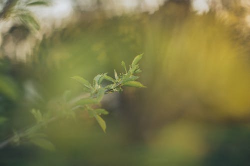 Green Leaves in Close-up Shot Photography