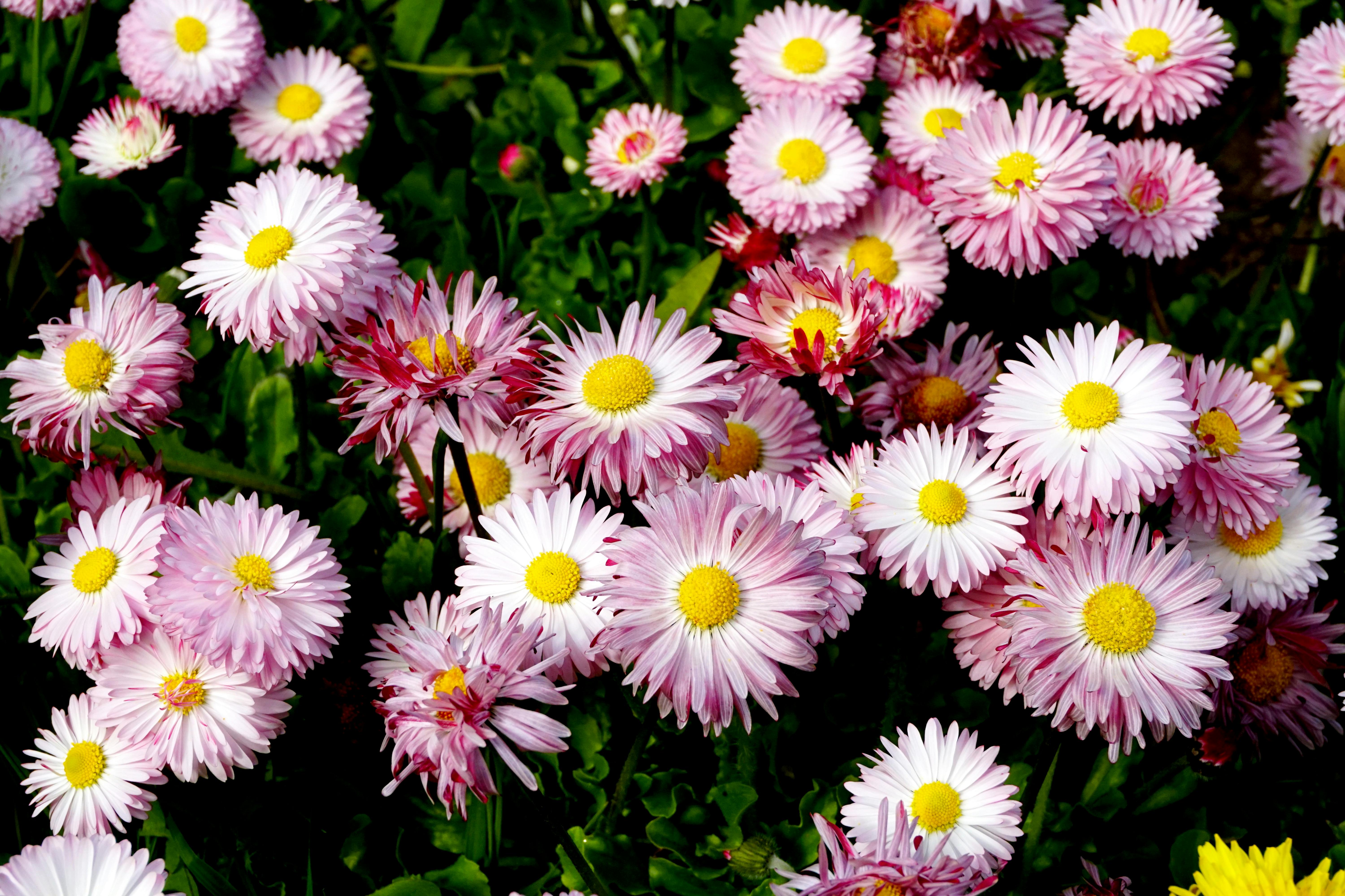 Jardinería Patagónica: Clima, Suelo, Especies y Agua Sostenible