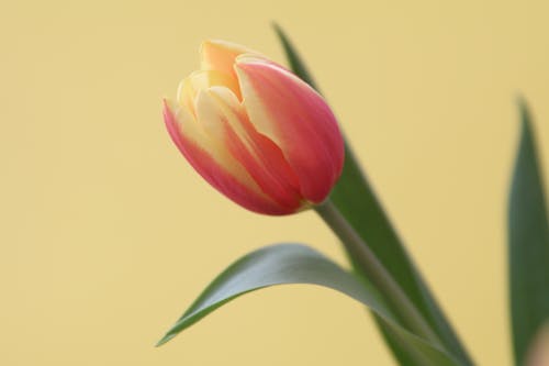 A Pink and Yellow Tulip Bud in Close-up Photography
