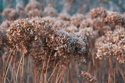 乾枯, 乾燥花, 棕色 的 免费素材图片