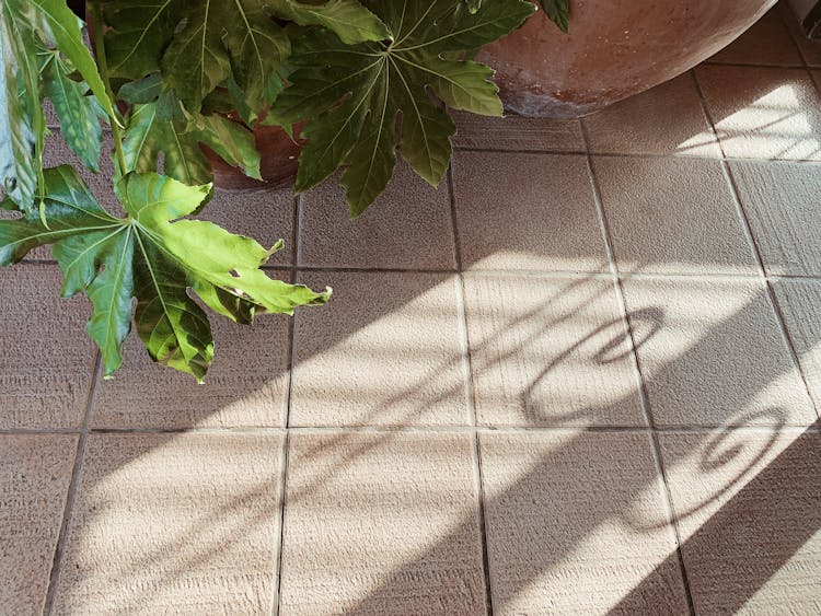 Tiled Floor With Potted Plant And Shadow