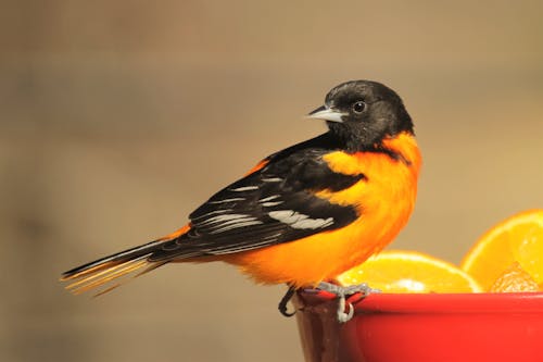 Free stock photo of birds, nature, oriole