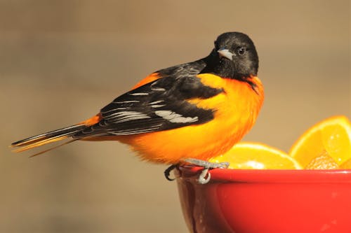 Fotos de stock gratuitas de aves, naturaleza, oriol