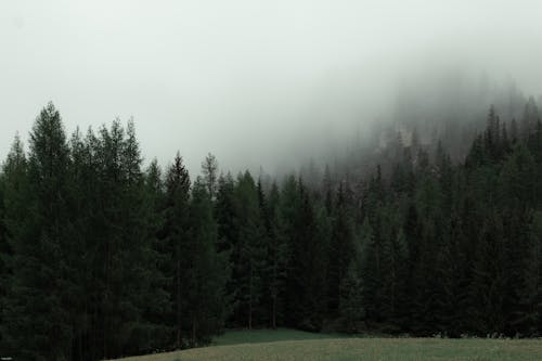 地平線, 場景, 增長 的 免费素材图片